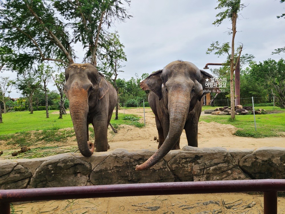 베트남 남호이안 빈원더스 사파리 후기 가격 할인입장권 예약 리버