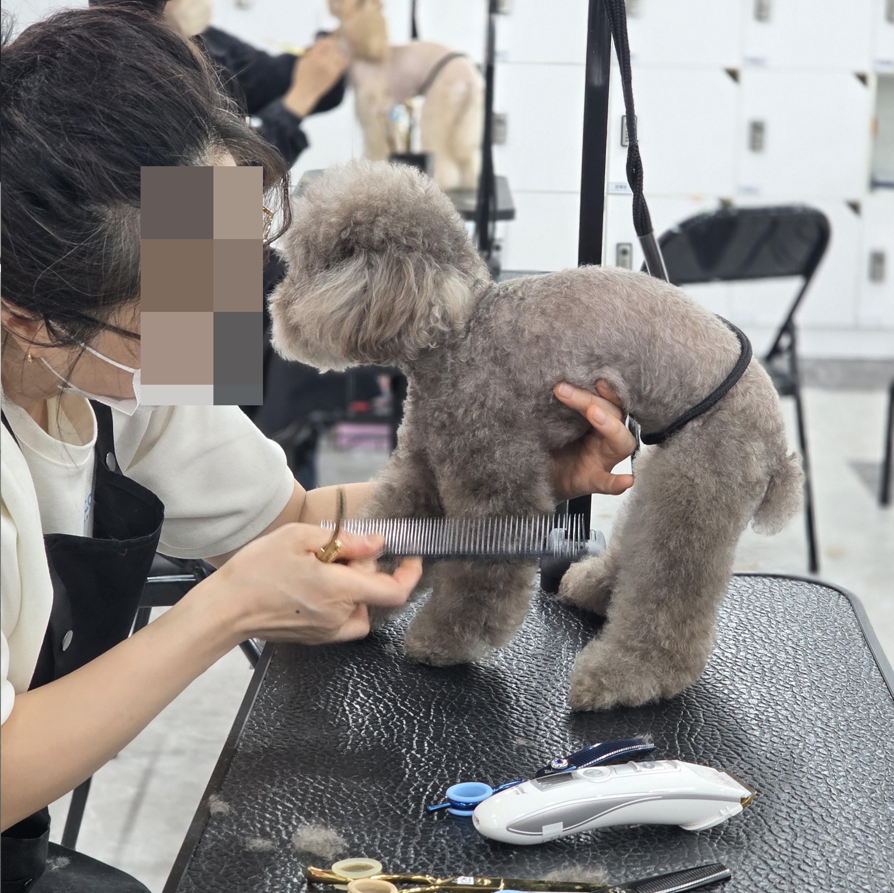 애견미용사자격증종류