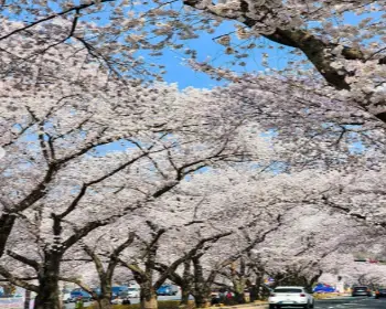 경주벚꽃축제_4