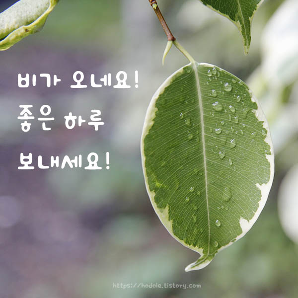 나뭇잎물방울