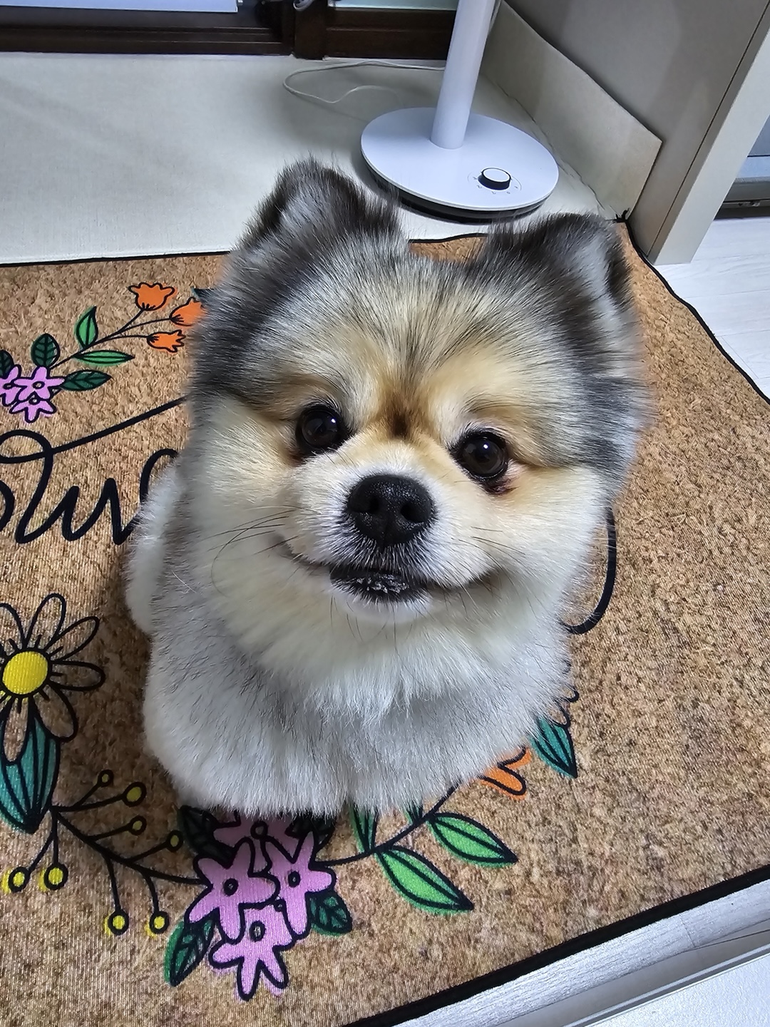 강아지 산책 법규 관련 사진