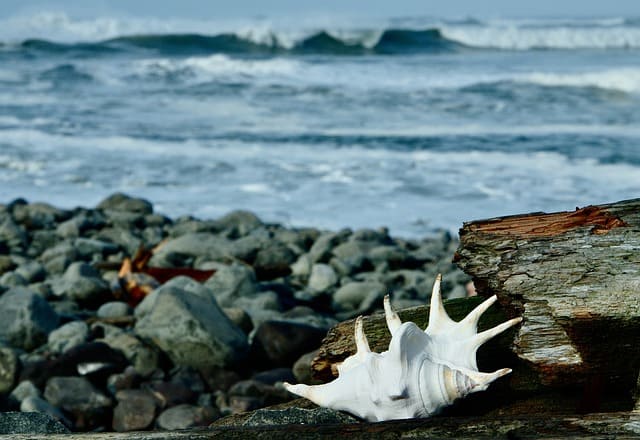 남당항 새조개 축제 주차장