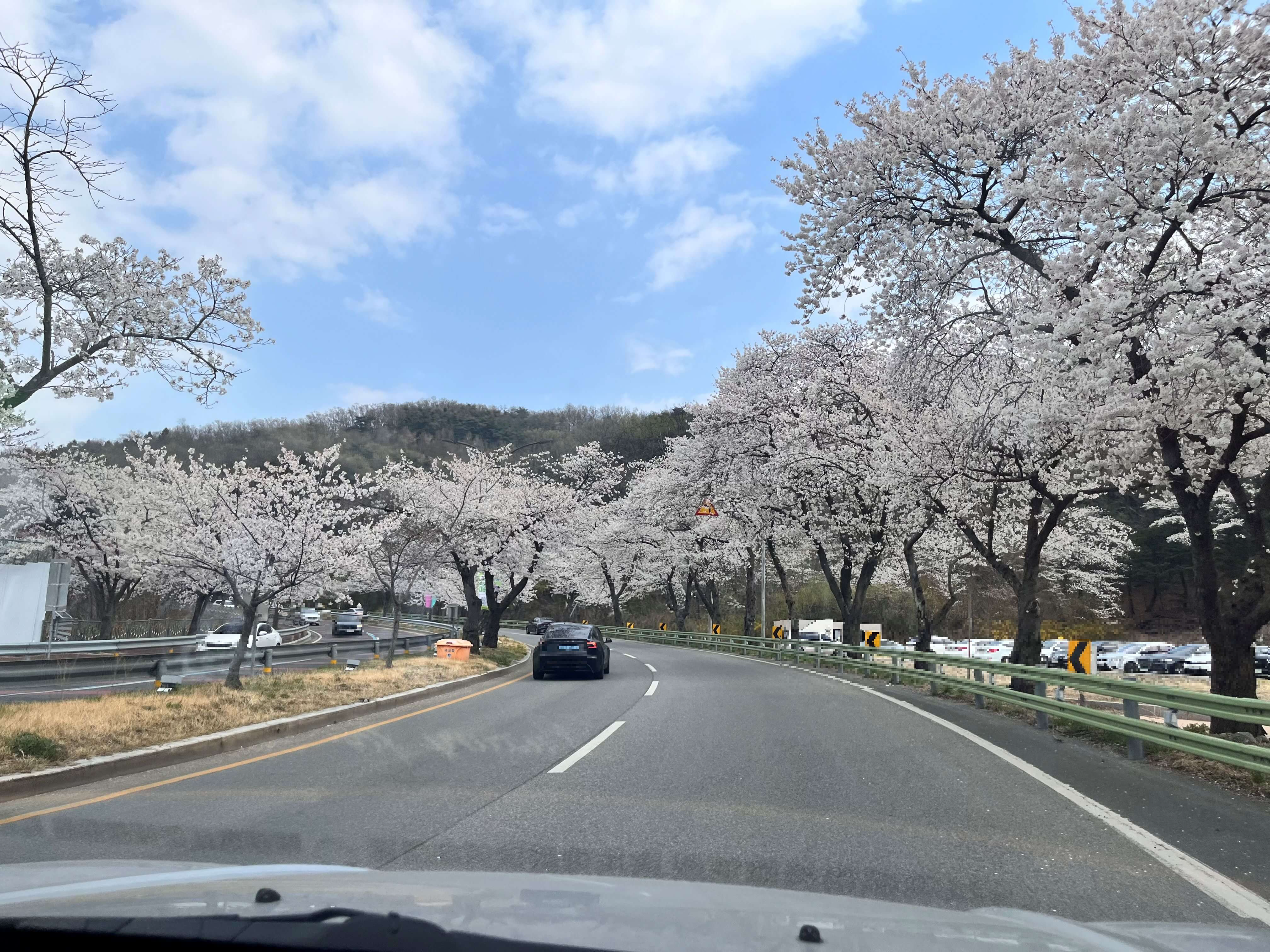 경주 벚꽃길