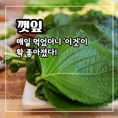 깻잎 효능 12가지와 부작용 및 하루 권장량 보관법 고르는 법
