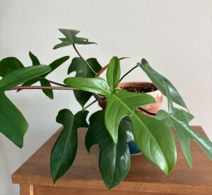 필로덴드론뷰티