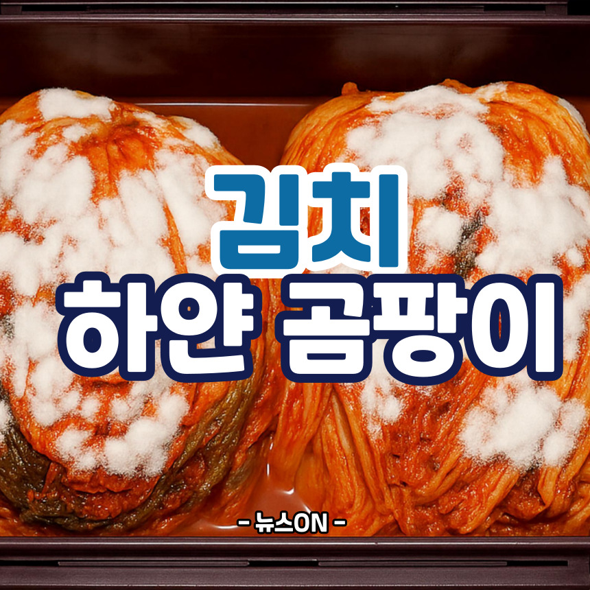 김치 곰팡이