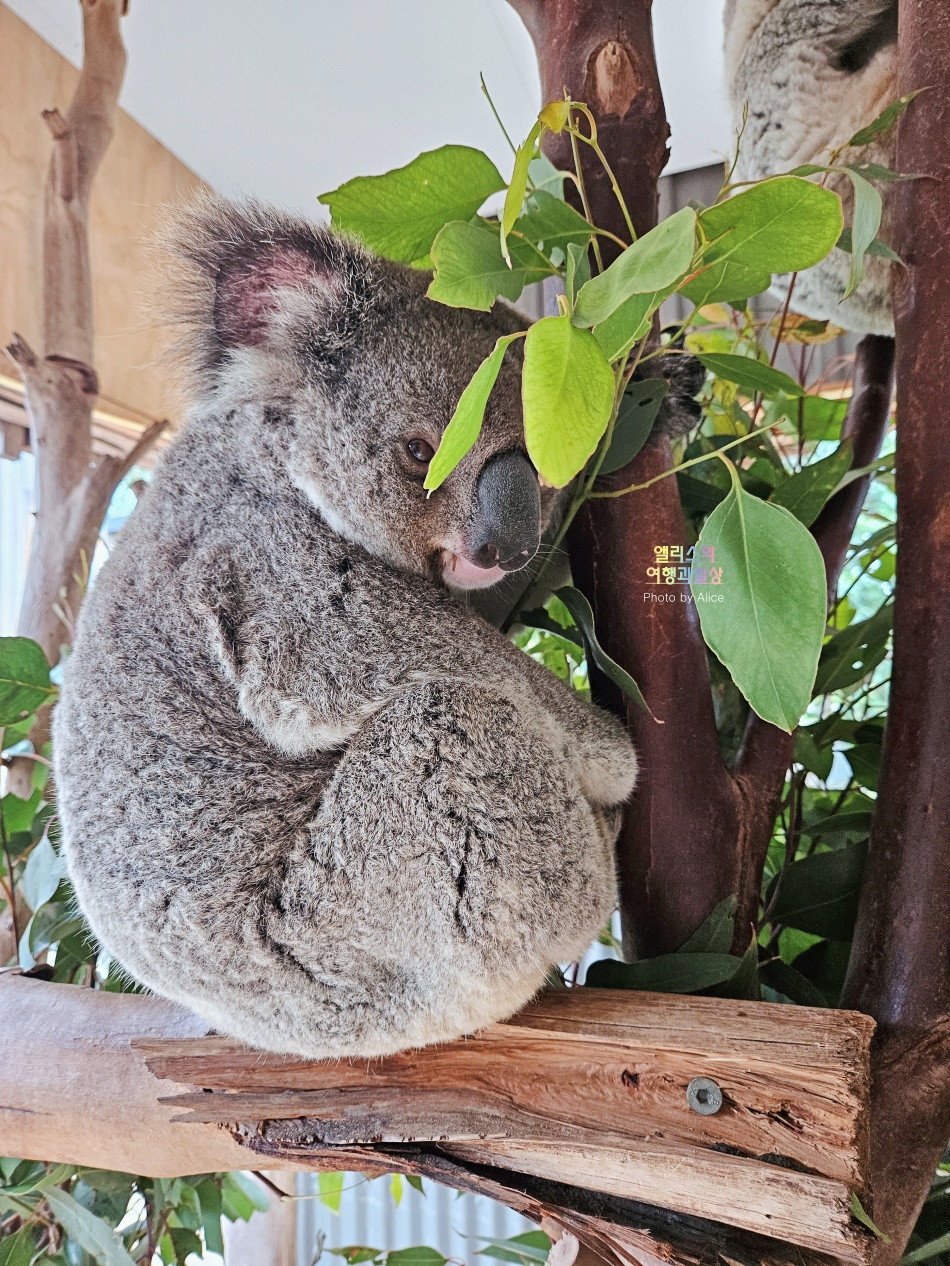 시드니 근교 블루마운틴 투어 가격 솔직 후기 + 시드니 동물원 일일투어