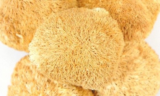 땅위의 고기라 불리는 버섯의 종류에 대해 알아보기