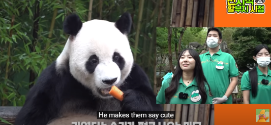 푸바오 생일잔치 판다 번식기