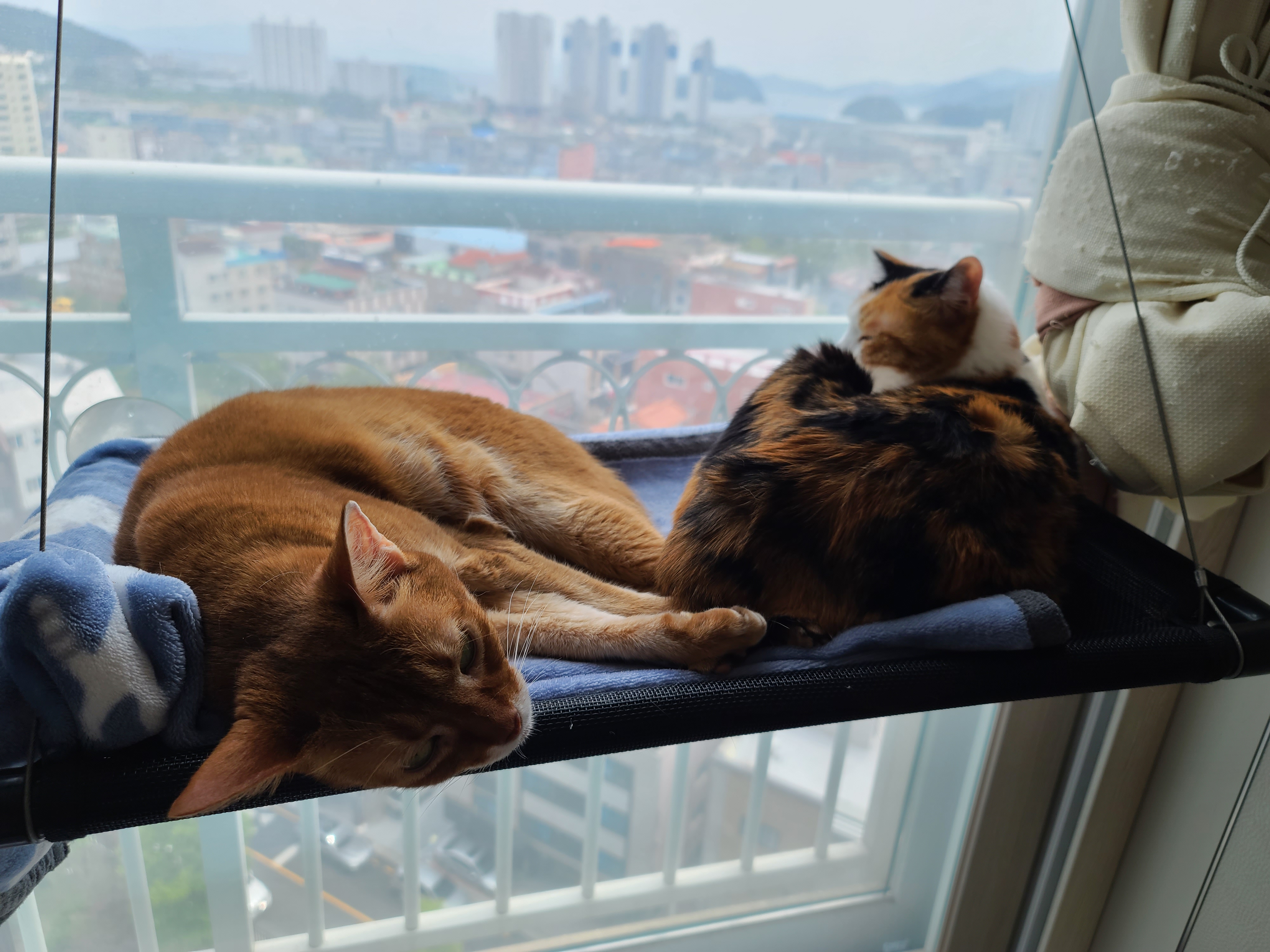 이해할수 없는 사차원 고양이 요미 ㅋ (feat. 루나와 요미)