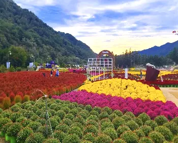 인제 가을꽃축제_4