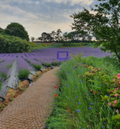 고창 라벤더 축제