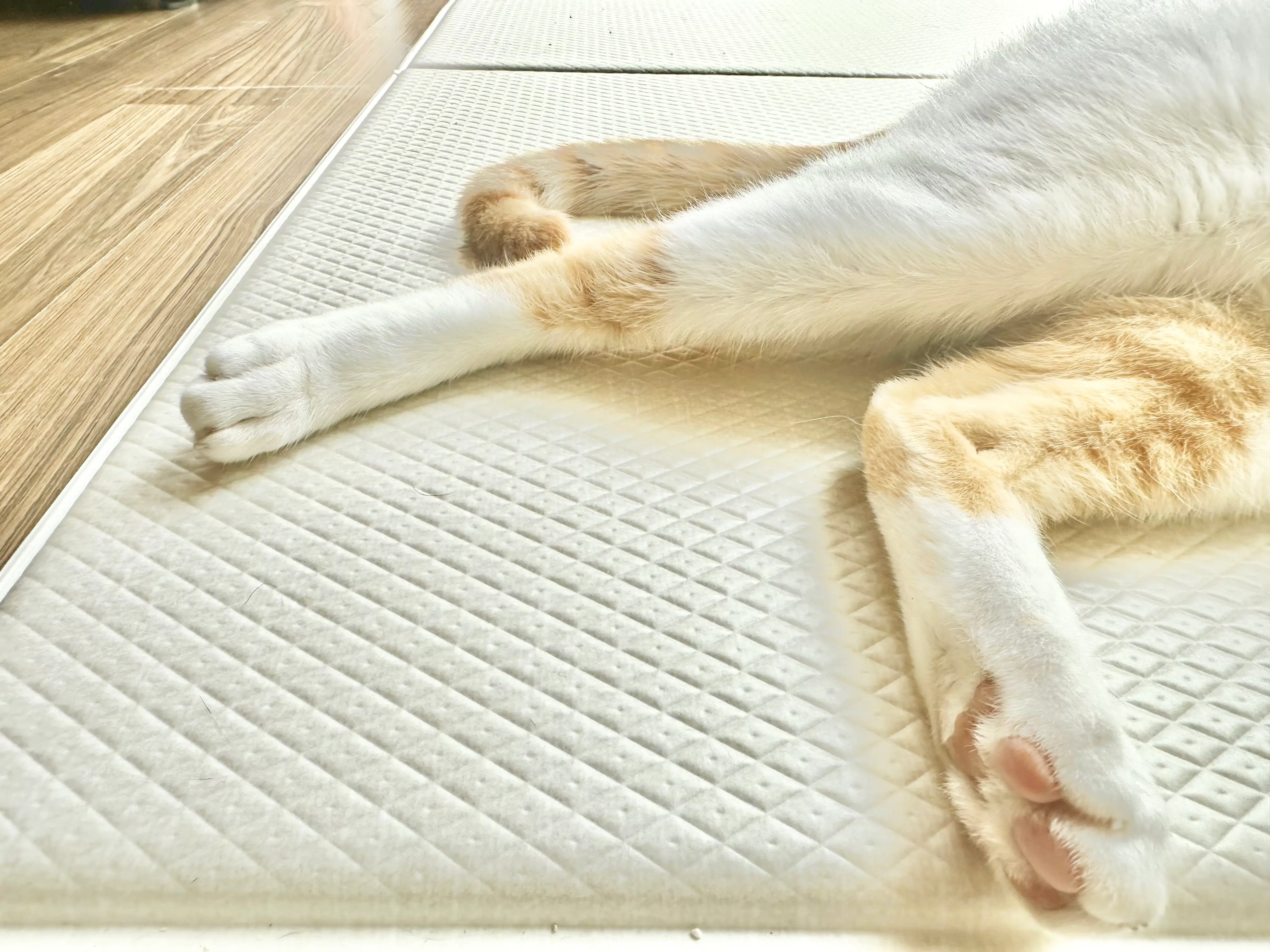 미끄럼방지 기능이 강조된 디팡 강아지매트 클로즈업