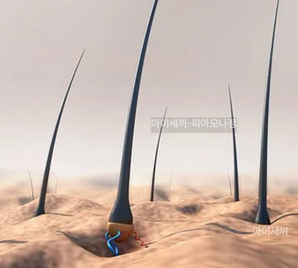 피나모아정 효능