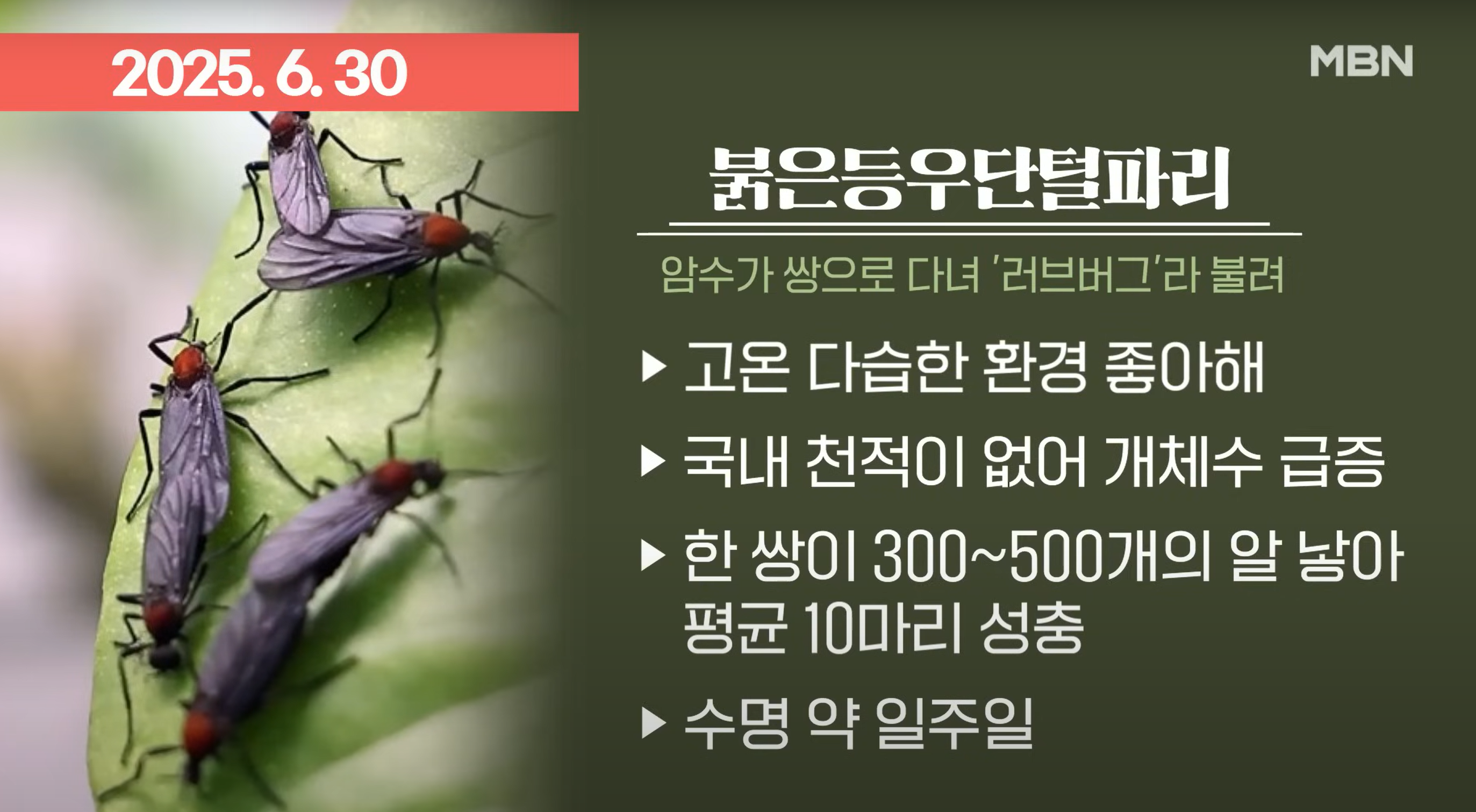 러브버그 퇴치법 총정리(출몰시기, 퇴치제, 수명)