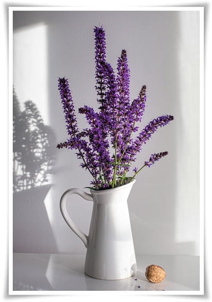 &quot;라벤더&quot; 향긋한 보랏빛 유혹, 자연이 선물하는 힐링과 영감의 향기!
