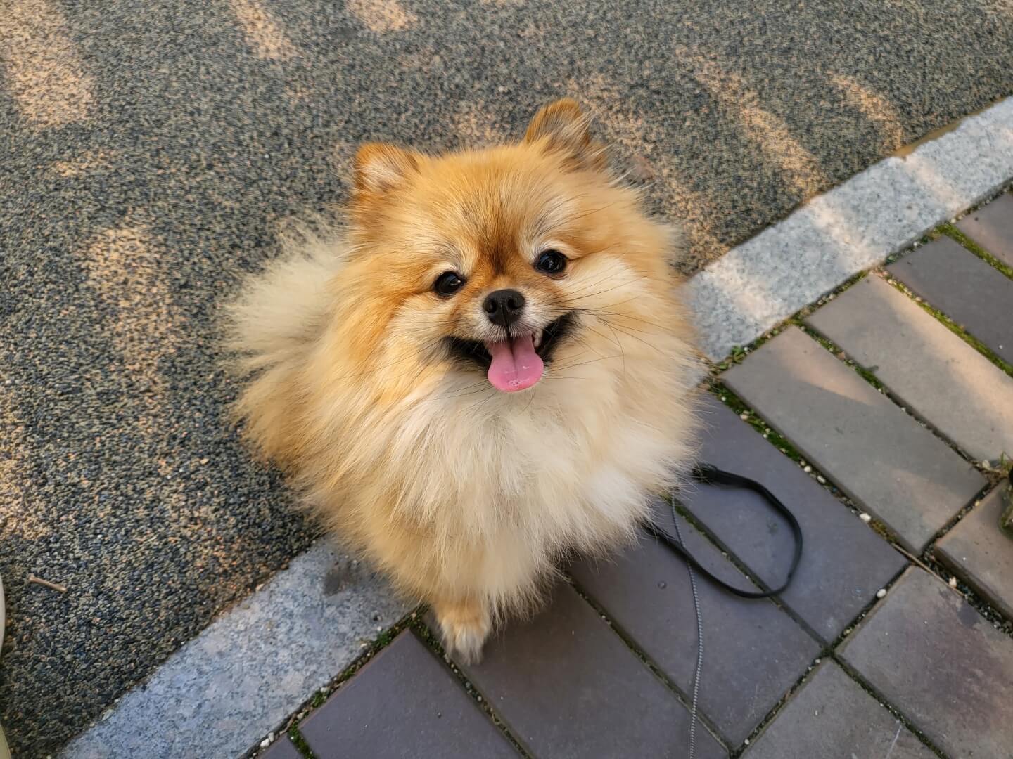 포메라니안