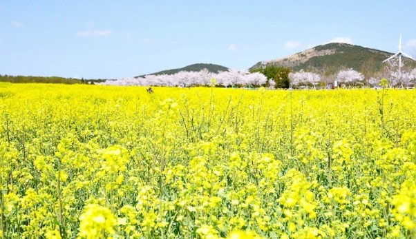 제주 유채꽃(1)