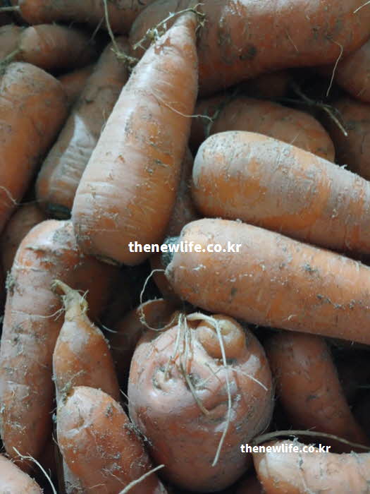 당근 효능 요리 활용과 영양가치