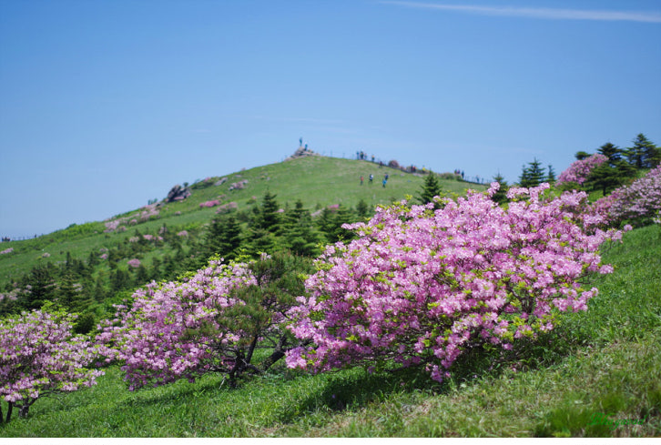 [5월 봄꽃 축제]2025 영주 소백산 철쭉제❘기본 정보, 프로그램, 개화상황 정리