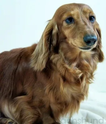 닥스훈트 순종 가격 성격 분양가격 장단점_22