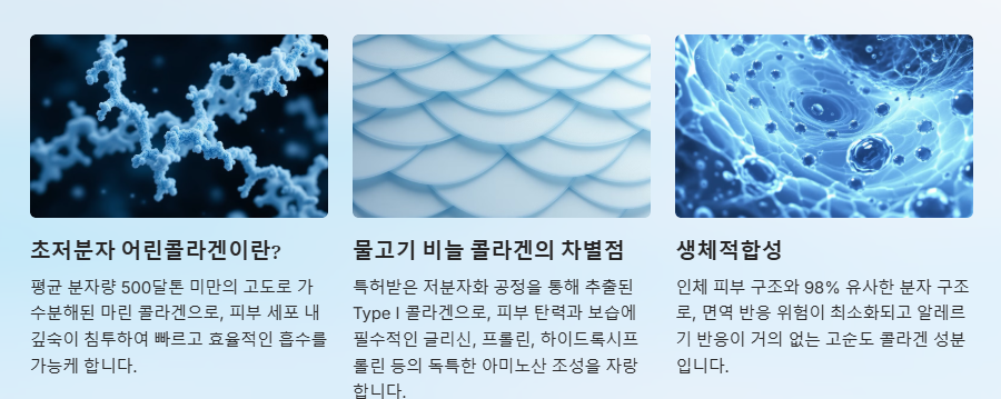 초저분자 어린 콜라겐의 정의와 특징