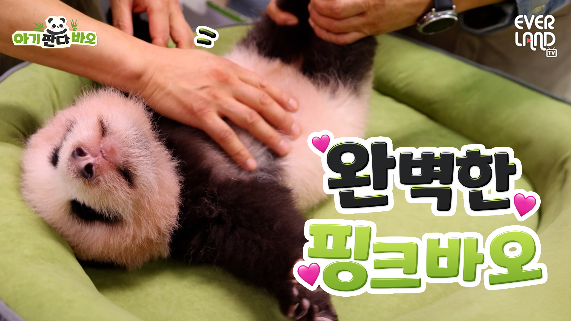 [아기판다바오] EP10. 퍼스널 컬러가 큐티 핑크