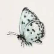 바둑돌나비 이미지