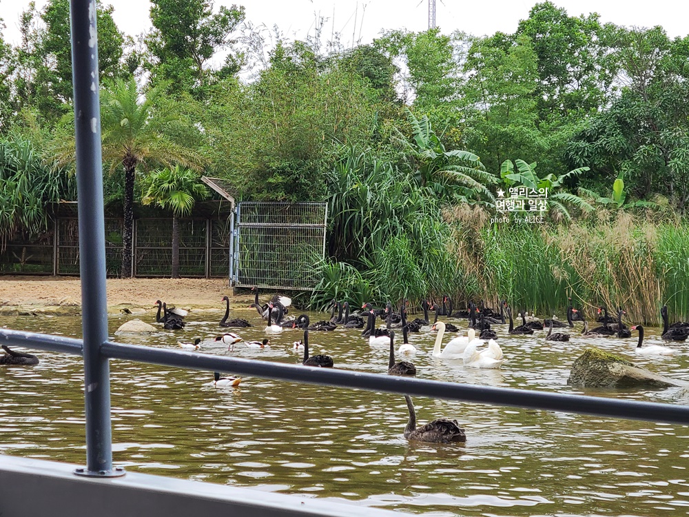 베트남 남호이안 빈원더스 사파리 후기 가격 할인입장권 예약 리버