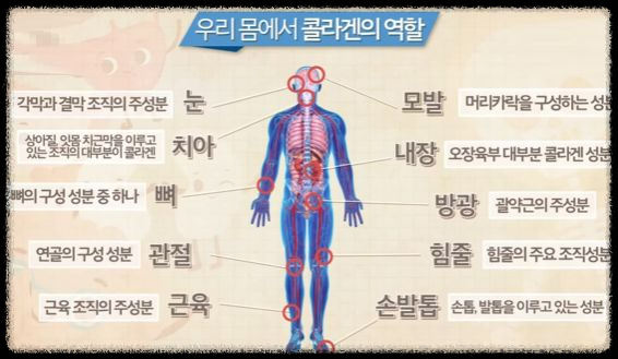 콜라겐과 치매: 두 가지의 숨겨진 연관성