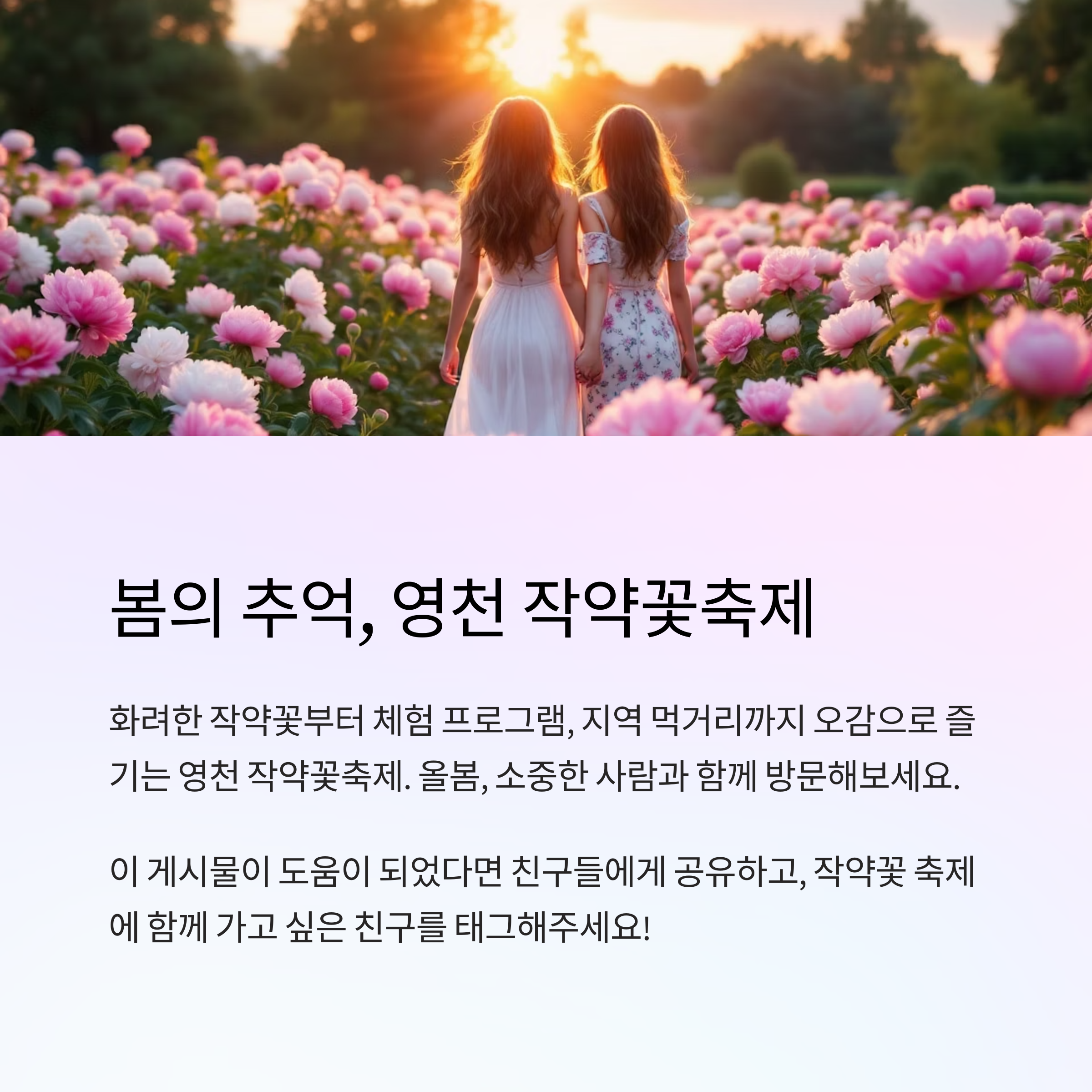 영천에서 만나는 봄의 절정, 작약꽃축제 완전정복