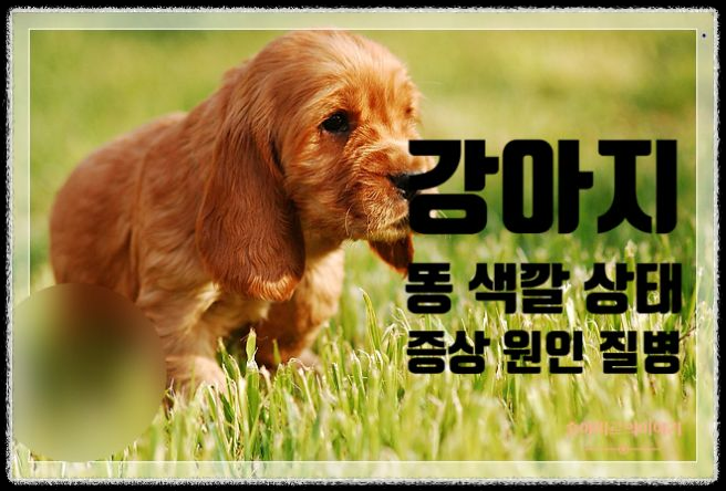 강아지 건강 상태, 똥으로 확인하는 법