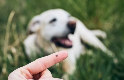 치료받는 강아지 /출처:어도비스톡