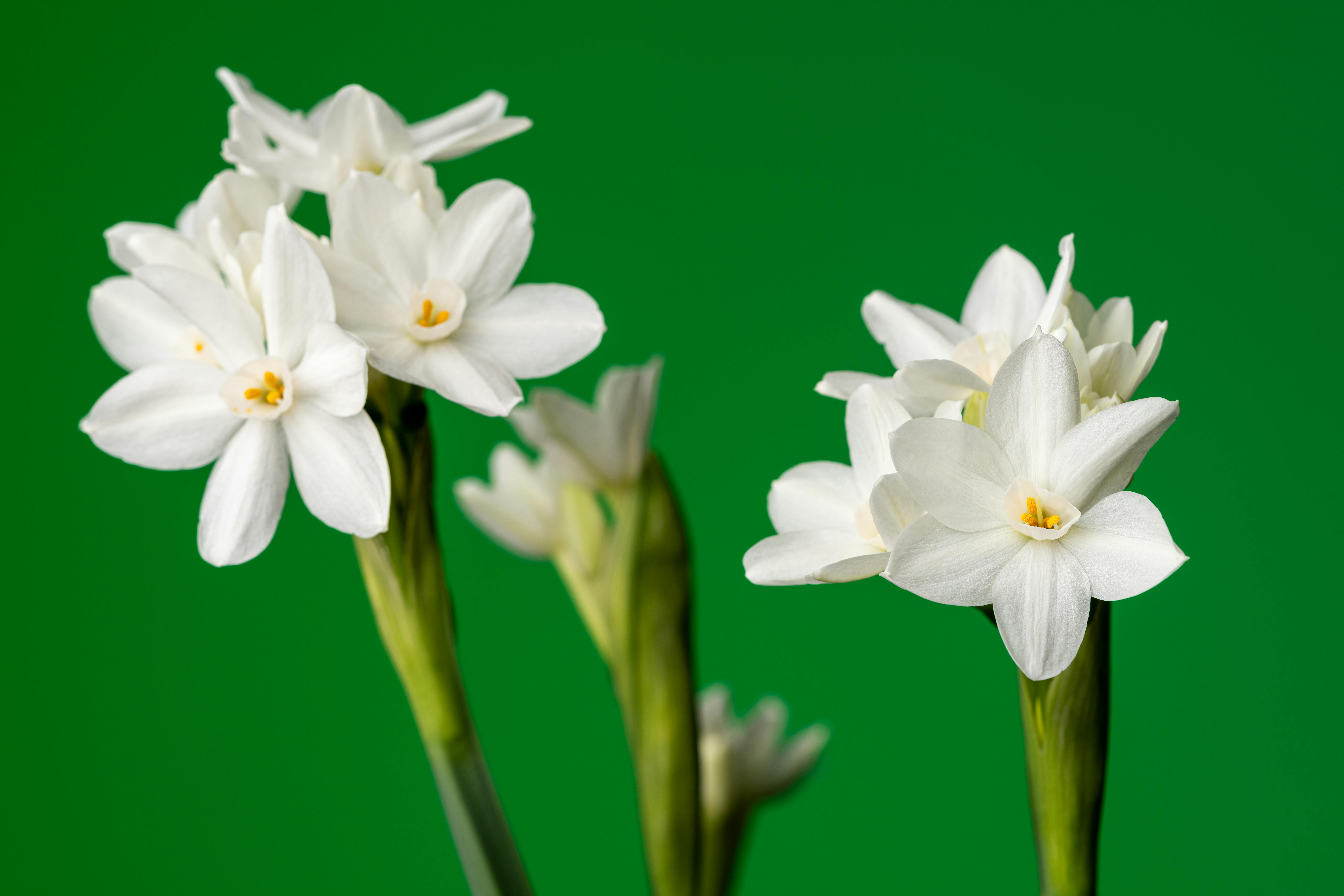 흰색 수선화 이미지