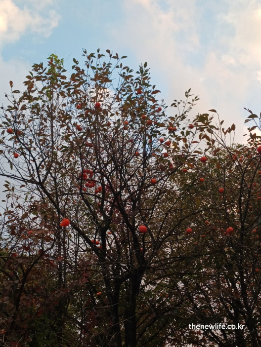 푸른 하늘 아래 가을빛이 물든 감나무 전경, 감 열매가 골고루 달린 풍경