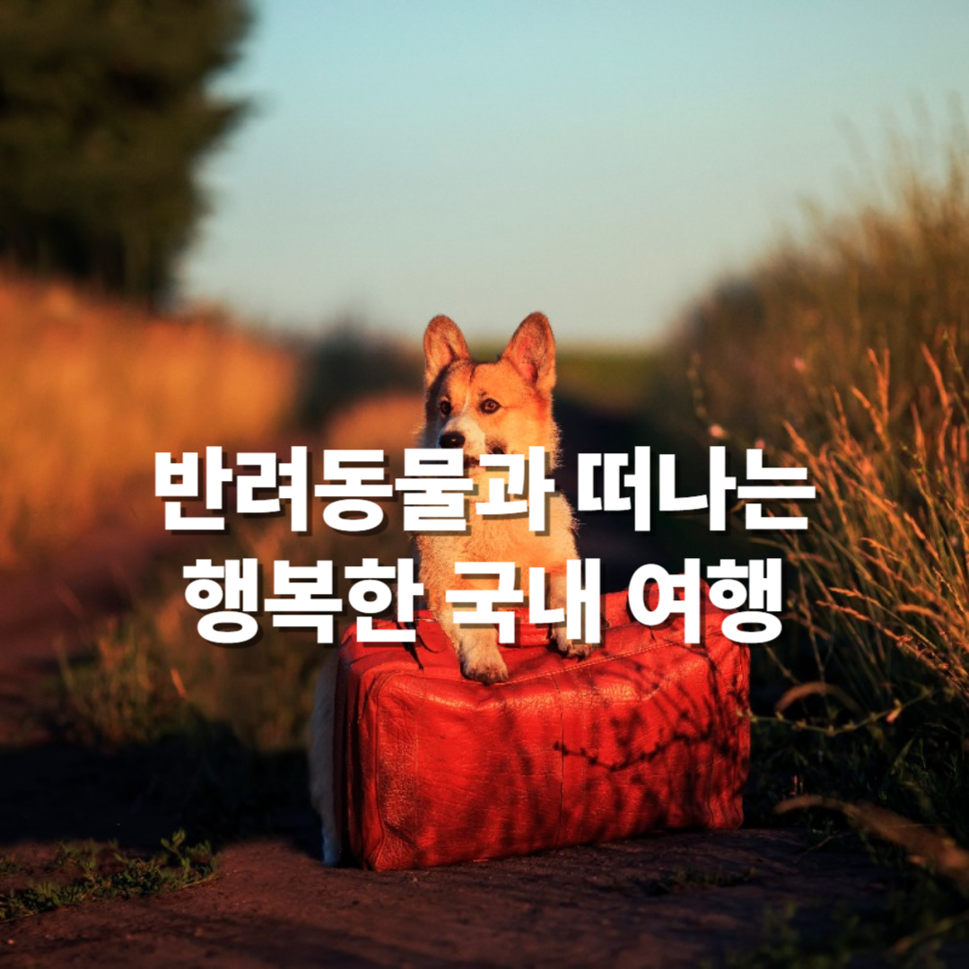 반려동물과 떠나는 행복한 국내 여행