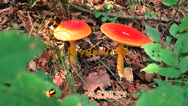 빨간색 버섯