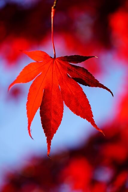 2024년 단풍 시기 여행 명소 예매