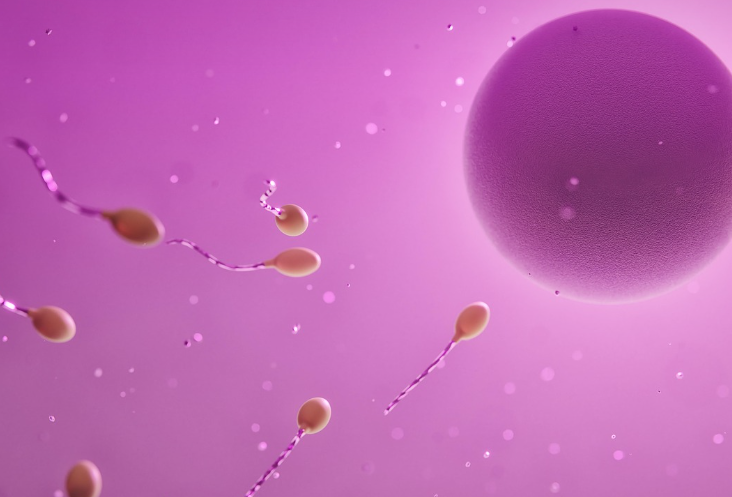 난자와 정자 이미지 사진
