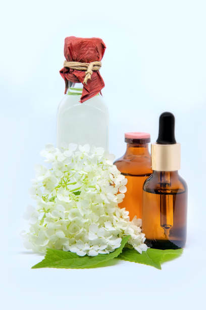 수국잎 추출물 효능 다이어트에 얼마나 좋을까? 봄에는 벚꽃&amp;#44; 여름에는 수국&amp;#44; 가을은 단풍&amp;#44; 겨울에는 동백꽃을 생각하듯이 사계절을 대표하는 꽃들이 있습니다.