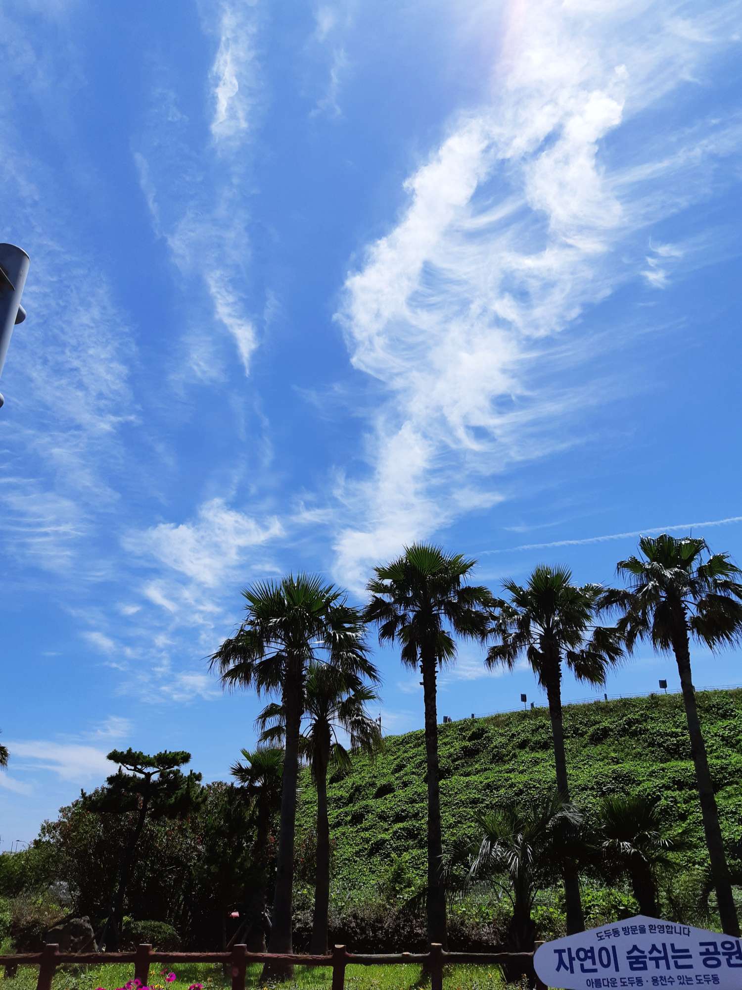 제주항로 아래 나무들