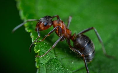 개미 바퀴벌레 박멸