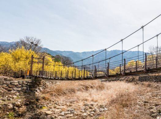 구례산수유꽃축제 기간&amp;#44; 주차장&amp;#44; 초대가수