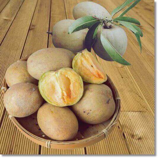 사포딜라 효능 및 영양성분 먹는 법과 주의점