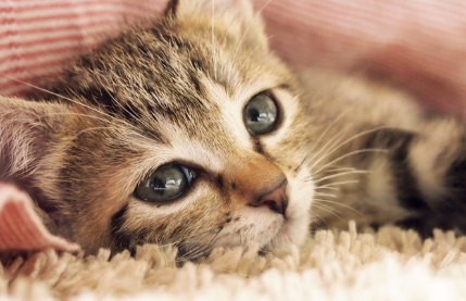 누워있는 고양이.