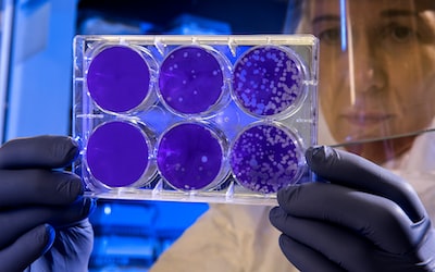 The Science Behind Sugar Cravings