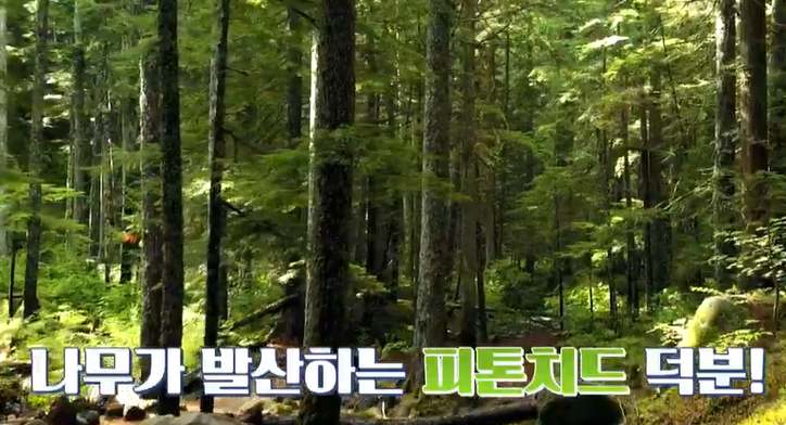 보스웰리아 효능