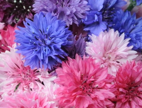 가을에 피는 꽃 수레국화