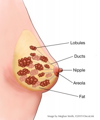 유방암의 종류, 증상, 진단과 치료범 그리고 치료 후 관리방법