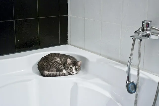 고양이 화장실 크기 대형 자동화장실 추천_1